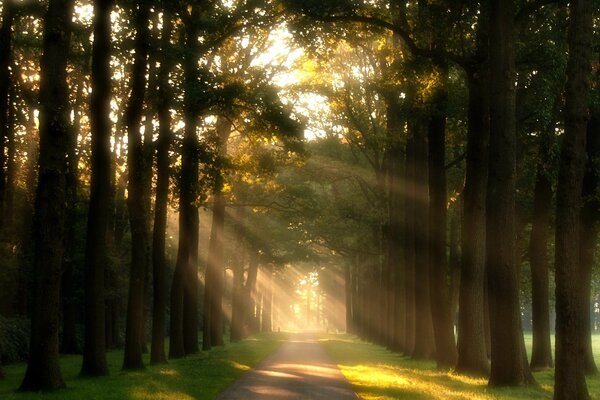 Sonnenstrahlen in den Baumkronen entlang der Allee