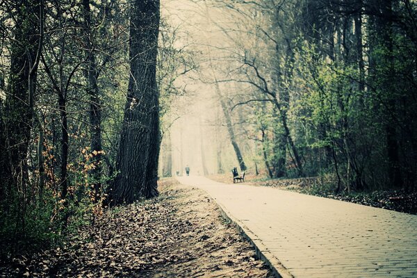 Arbres et allée dans un parc sombre