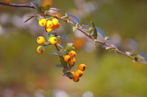 A branch with fruits of yellow berries