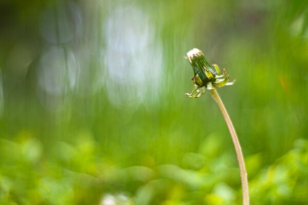 A lonely dandelion on a grass background