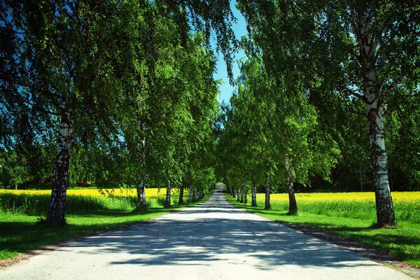 Straße entlang der Birken