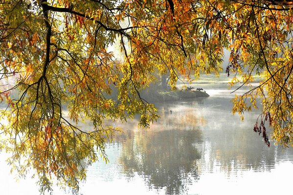 Ramas de árboles de otoño sobre el lago