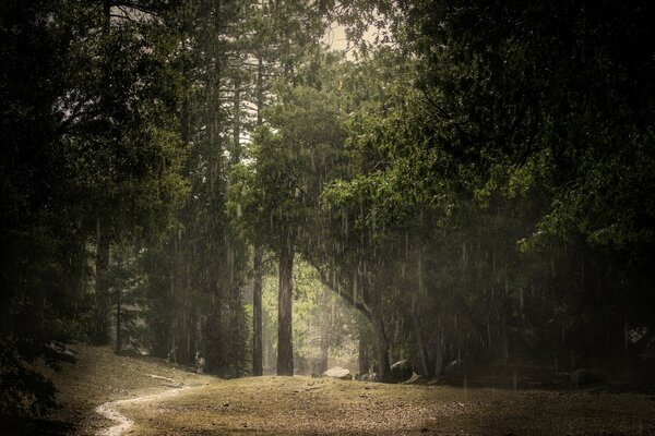 Dark forest in the rain