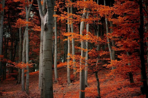 Bosque de otoño con hermosas hojas