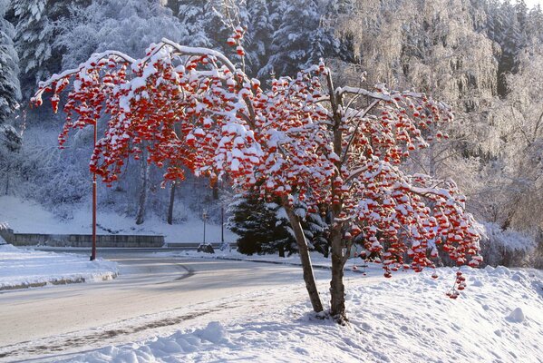 Mahogany covered with snow