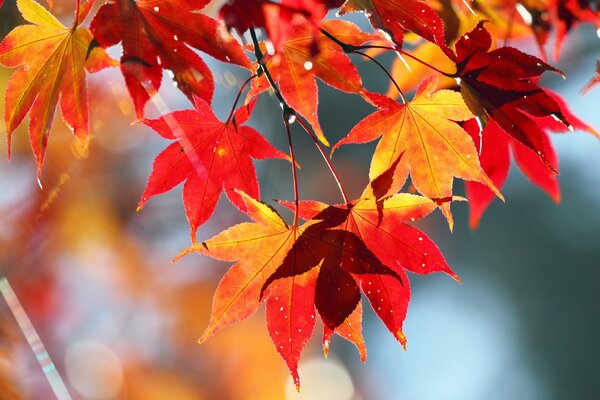 Feuilles d érable dans les gouttes de pluie