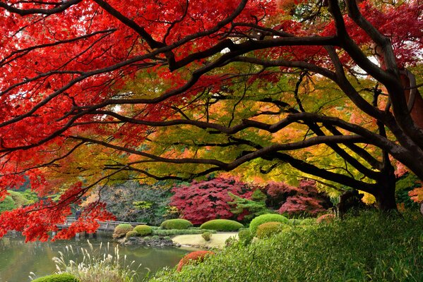 Landschaft mit japanischem Garten im Dezember