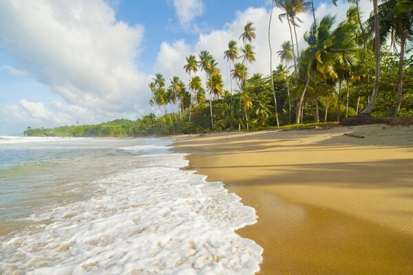 Onde del mare e palme sulla spiaggia