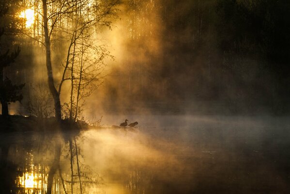 Ducks in the fog in the morning on the lake together