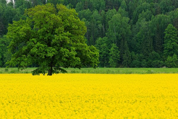 Grüner Wald und Rapsfeld im Mai