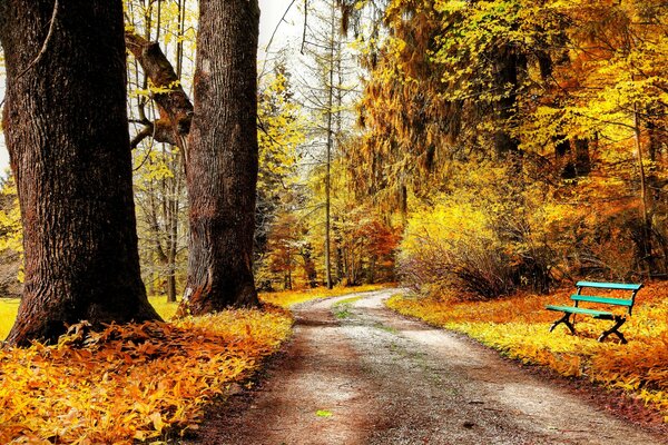 The road in the autumn park