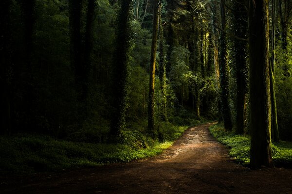 Camino en un bosque oscuro y denso