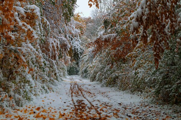 Erster Schnee auf Herbstbäumen im Oktober