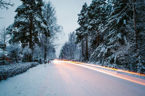 Alberi lungo la strada in inverno