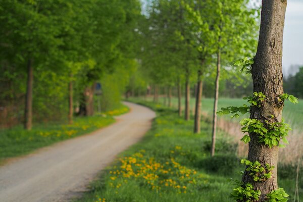 Nahaufnahme von Bäumen im Wald