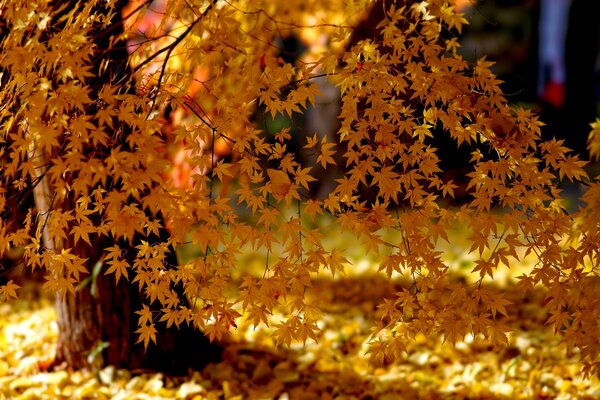 Sonnenlicht in der herbstlichen Natur