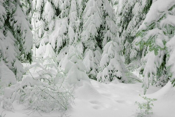 Christmas tree in the snow in winter look like small houses