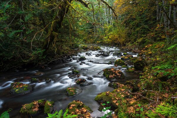 Stones overgrown with moss in a forest stream