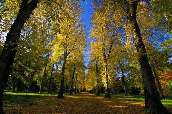 Autumn alley in the park