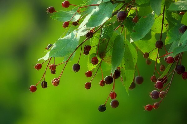 Früchte von Beeren auf einem Zweig