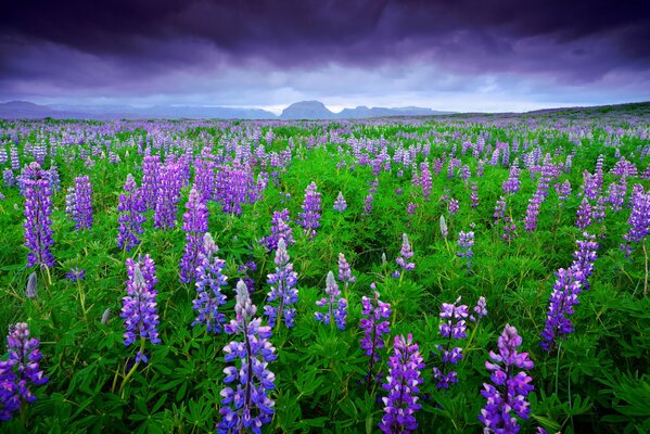 Champ de lupins par temps nuageux