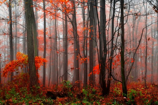 Autumn. Forest. fog covers