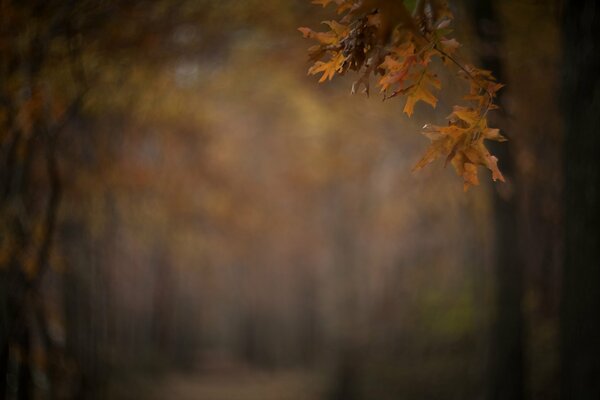 Fascino della foglia d autunno nel parco