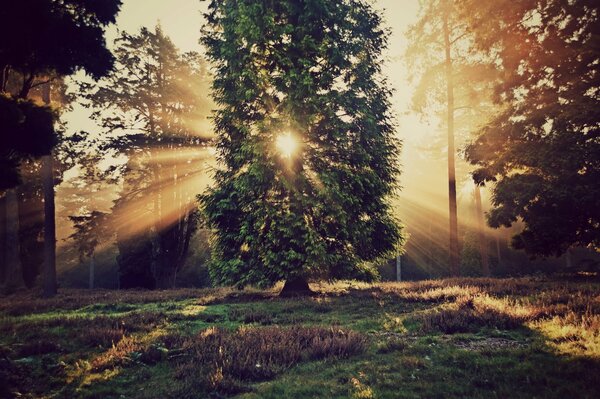 I raggi del sole penetrano nel fogliame degli alberi