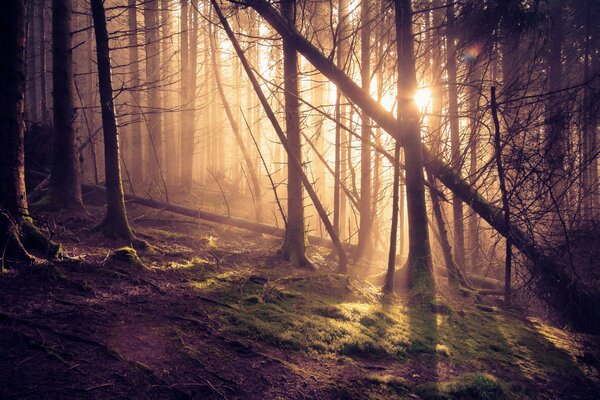 Raggi di sole in una pineta