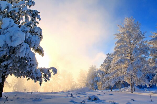 The sun in the forest in winter. Snow-covered trees