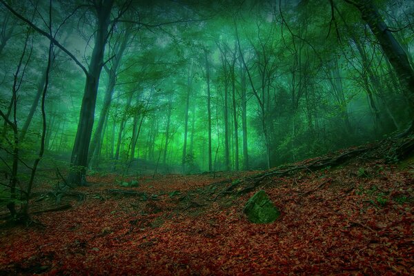 Bosque de otoño sombrío y follaje dorado