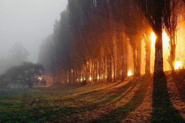 Bosque en la niebla de la mañana y los rayos de luz