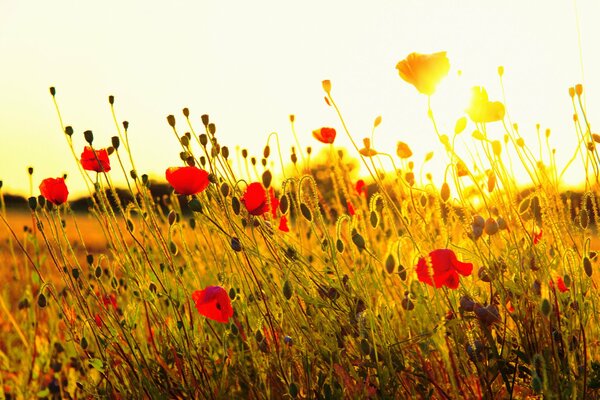 A beautiful combination of red poppies and sunset