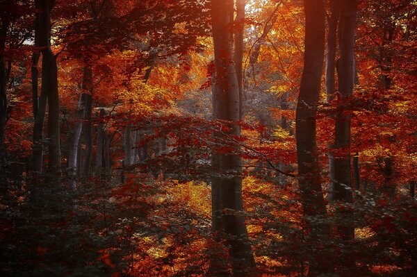 Rote Blätter von Bäumen im Wald