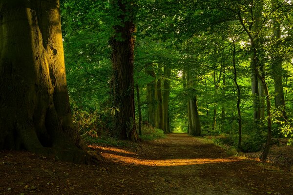 Forest on a sunny summer day