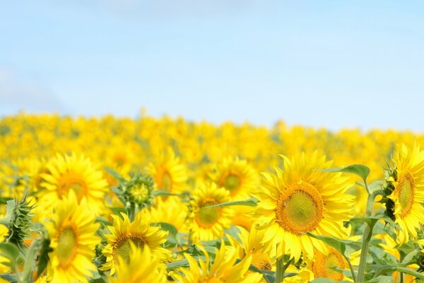 Fond de tournesols jaunes et ciel bleu