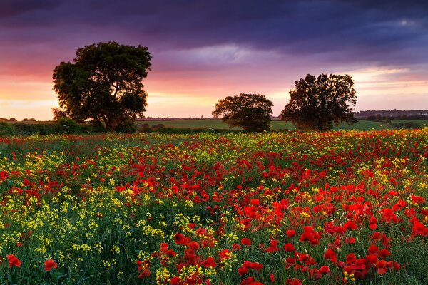 Inglaterra. Noche en el campo