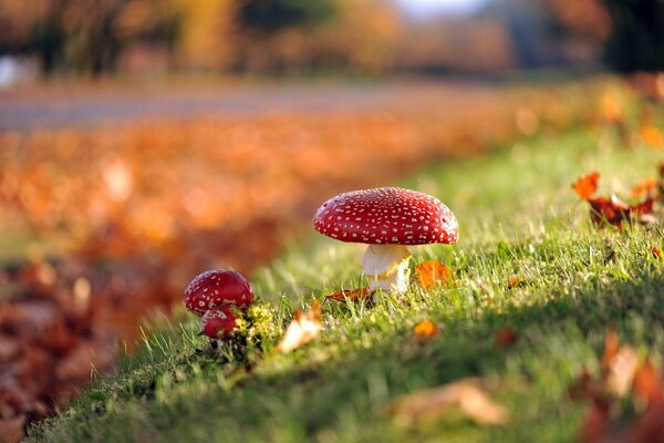 Herbstpilze in der Natur