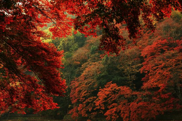 Vista multicolore della natura autunnale