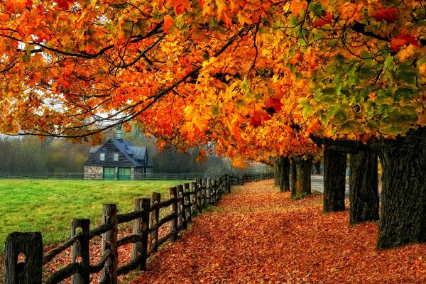 Colorful fall of autumn leaves