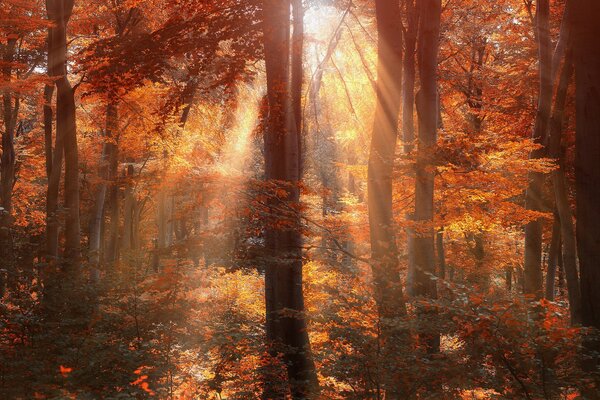 Soleil dans la forêt d automne