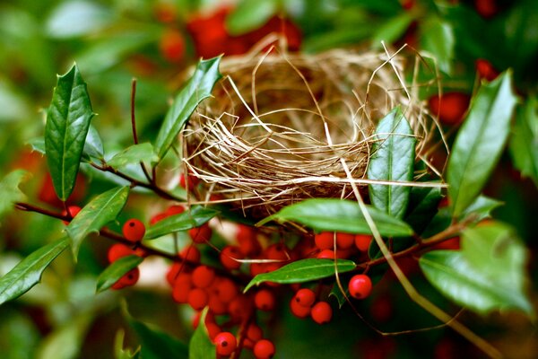 Nest im Viburnum-Zweig