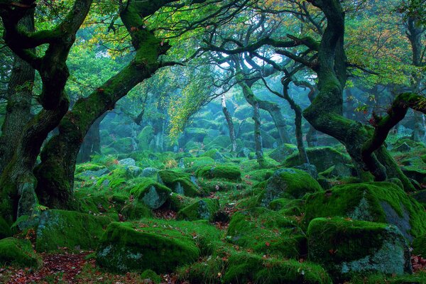 Forêt magique dans la nature