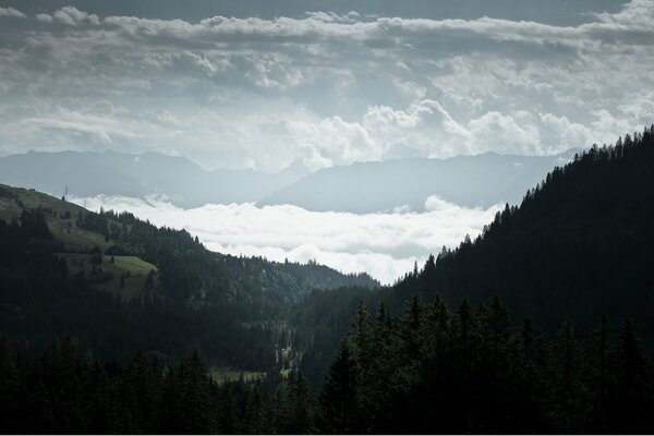 Atmosphärischer Nadelnebel-Wald