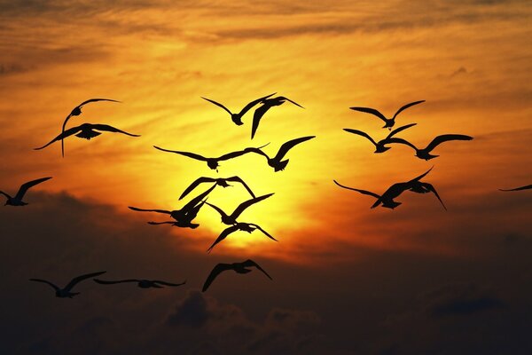 Pájaros voladores en el cielo naranja. Atardecer