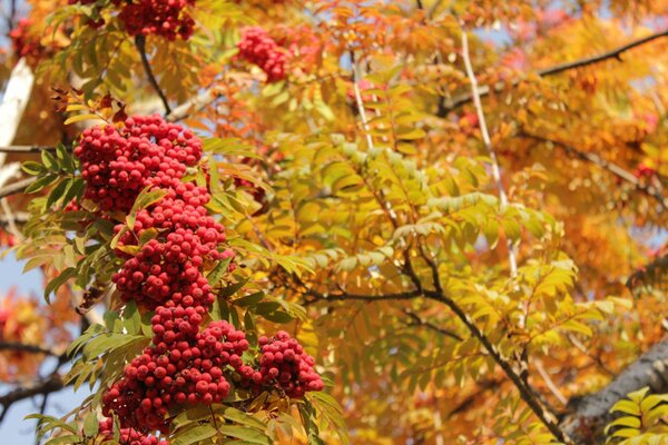 Red and yellow landscape with autumn image