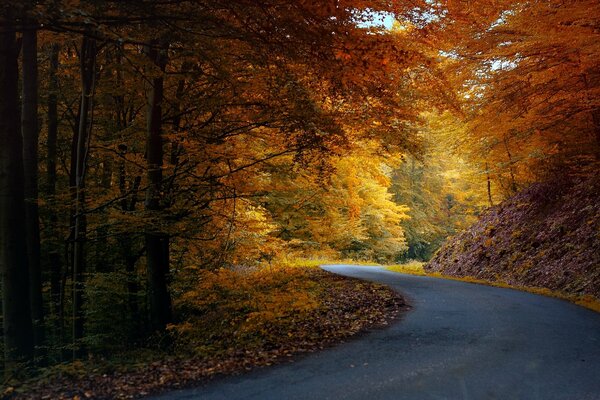 Autumn. The road through the forest