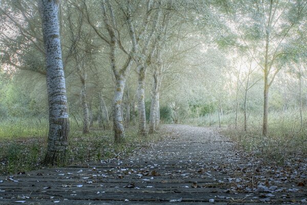 Erster Frost auf den Wegen des überwucherten Parks