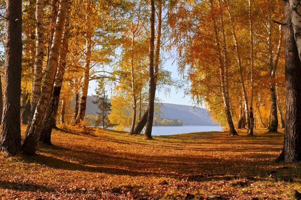 Schöne Natur des Herbstwaldes