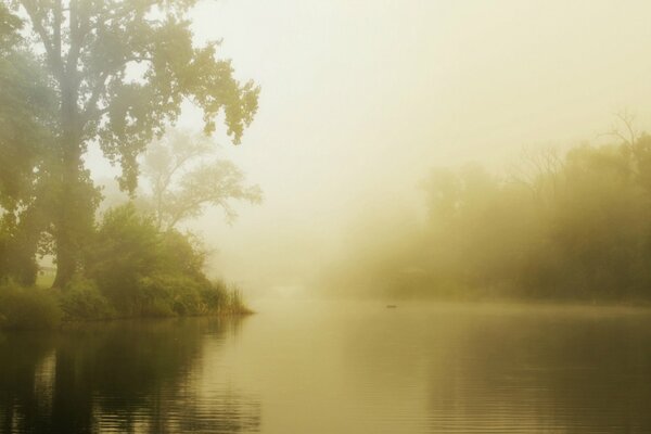 Foggy morning on a summer lake